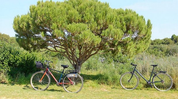 Top 5 services de location de vélos sur l'île de ré